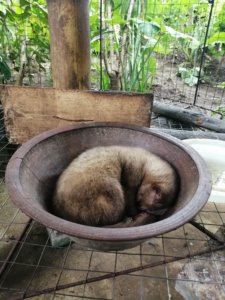 A civet cat in Ubud taken during a Kopi Luwak tasting experience