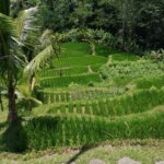 Rice terrace in Ubud, Bali