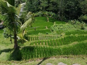 The stunning green rice terraces which make Ubud a popular place to visit