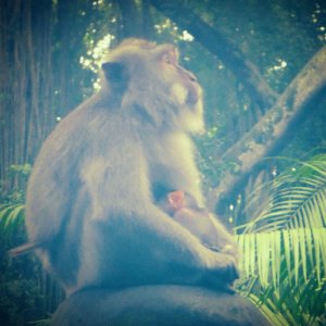 A photo taken in Ubud Monkey Forest of a mother monkey and her baby