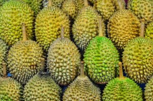 Rows of the prickly Durian Fruit which smells and tastes bad!